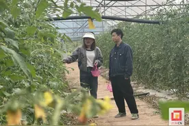 百胜村：小番茄“出村进城” 游客近郊采果享乐趣图片