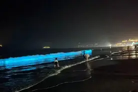 朱家尖多地蓝眼泪大爆发！快来追逐海上“极光”图片