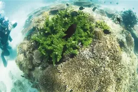 我国进一步加强珊瑚礁生态系统保护修复 为了那片“海洋中的热带雨林”图片