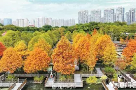 鹭岛冬日限定美景上线！快收下这份落羽杉打卡地图图片