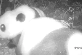 拍到“妈宝熊”了！野生大熊猫亲子清晨同行图片