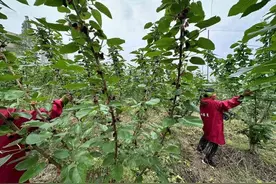 桑葚、蓝莓、枇杷、杨梅……台州“水果军团”正在集结中图片