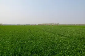 开封多措并举抓好关键期麦田管理图片