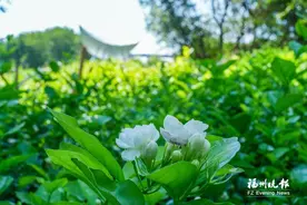福州公园本月赏花线路发布 可观赏茉莉花、小花紫薇、睡莲等图片