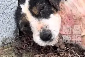 主人去世狗狗守墓2年，网友赞现实版“忠犬八公”图片