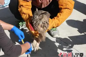 宁夏彭阳警民携手救助国家二级保护动物雕鸮图片