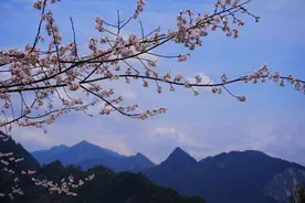 诗画鹤峰：樱桃花开满山坡图片