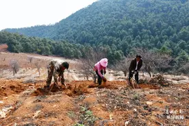 美好生活在云南｜大理洱源：云木香丰收，药材种出甜日子图片