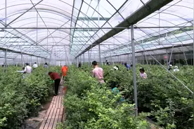 青浦：蓝莓成熟挂枝繁，采摘游玩享乐趣图片