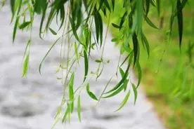 青未了| 故乡夏天的风图片