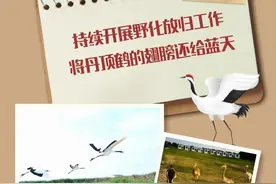 辽宁盘锦：持续开展野化放归工作，将丹顶鹤的翅膀还给蓝天图片