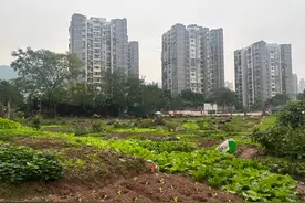 重报观察|城市“菜园子”，管理“两难”能否“两全”？图片