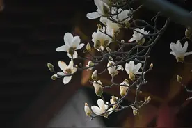 诗里诗外，春天的趵突泉都美翻了 | 人文图片