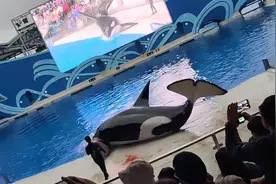 上海海昌海洋公园回应虎鲸表演时有血迹：与伙伴嬉闹时擦伤，伤口愈合前不会再表演图片