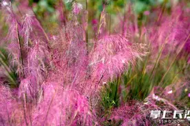 组图 | 省植物园：粉黛乱子草等你来赏图片