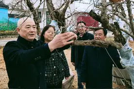 薛城区政协委员传授石榴盆景栽培技术图片