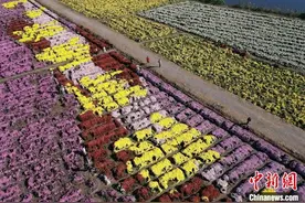 安徽芜湖：菊花盛开摇曳生“金”图片