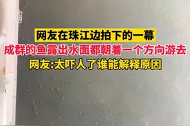 网友在珠江边拍下的一幕，大面积鱼群露出水面朝着同一个方向游去，网友:太吓人了谁能解释一下原因图片