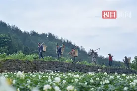 土疙瘩变“金蛋蛋”，恩施三岔一颗马铃薯产值破亿元图片
