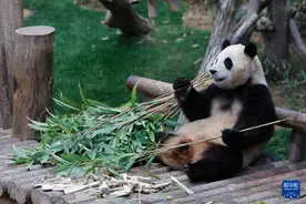 特稿丨翻开中国国宝的“世界影集”图片