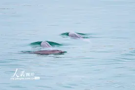湖北宜昌：长江江豚逐浪嬉戏图片