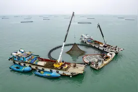 湛江遂溪“海洋牧场”金鲳鱼迎丰收图片