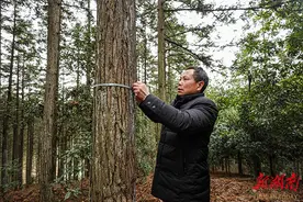 坚守森林“无人区”42年，这个护林员不一般图片