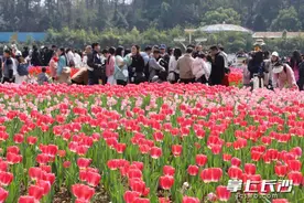 组图｜徜徉在郁金香花海中图片
