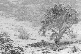 报！河南多地已出现大到暴雪，接下来……图片