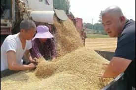村书记自己掏腰包帮助农民收麦子图片