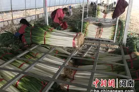 “葱”满希望 新野县樊集乡特色产业助农增收图片