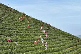 【发现春之美】春归茶园  安吉白茶正式开采图片