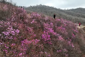 映山红花开图片