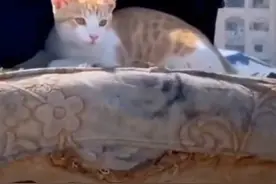 一撤再撤……加沙女孩头顶简易行李和小猫，再度踏上逃亡之路图片