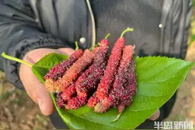 “空调房”里长大的长果桑，每斤68元，一年熟果3次图片