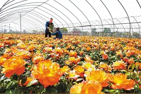 月季香飘海内外 南阳巧用哪些“花心思”？图片