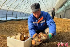 赤松茸在中国“盐湖城”试种成功图片