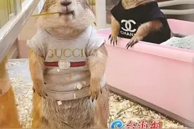 从校园火到异宠市场再到电商平台…… 《哪吒2》热映带火呆萌土拨鼠图片