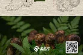 为了让你吃上野生菌，云南人有多拼？图片