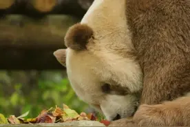 冬日暖阳下 棕色大熊猫变成“金色”啦！图片