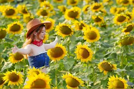 花开正好，拥抱2025！东莞万江向日葵花海绽放，满目金黄图片
