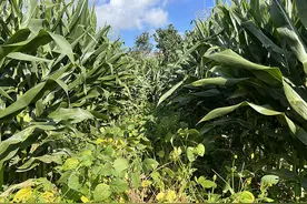 玉米“套”大豆！叶县复合种植模式实现“一地双收”图片