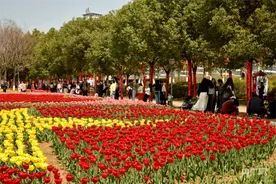 【发现春之美】南阳市新野县：超百万株郁金香花盛放迎宾朋图片