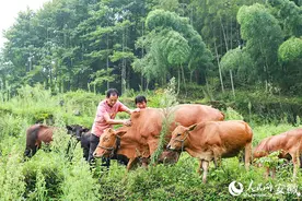 安徽旌德：大山深处有“牛人”图片