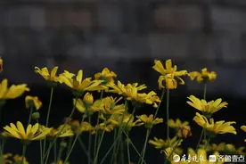 寻找山东最美大学|财大东方学院葛津圻：《我与校园的青春约定》图片