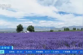 伊犁薰衣草开成“紫海”！综合产值可达5.2亿元→图片
