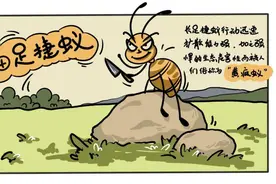 100种最具破坏力的入侵生物之一——细足捷蚁图片
