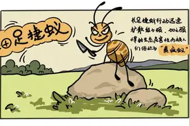 100种最具破坏力的入侵生物之一——细足捷蚁图片