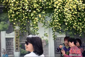 南京城中小巷木香花绽放呈现“春天的味道”图片