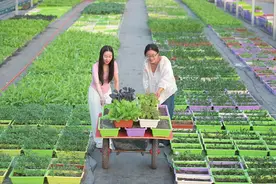 和美乡村 丰收景象图片